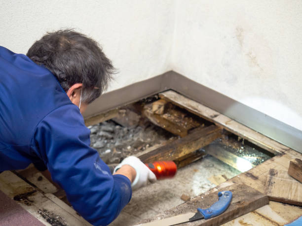 Best Attic Mold Removal  in Oil City, PA