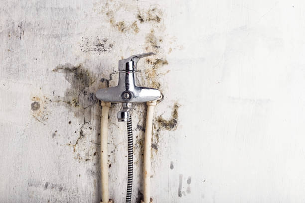 Best Local Mold Removal Service  in Oil City, PA