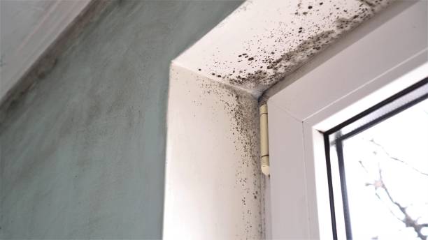 Best Black Mold Removal  in Oil City, PA