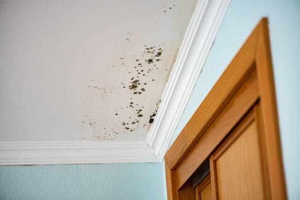 Mold Removal Process in Oil City, PA