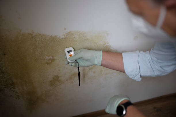 Best Mold Removal Company Near Me  in Oil City, PA