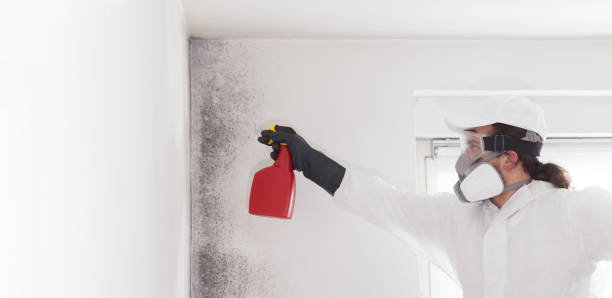 Best Toxic Mold Removal  in Oil City, PA