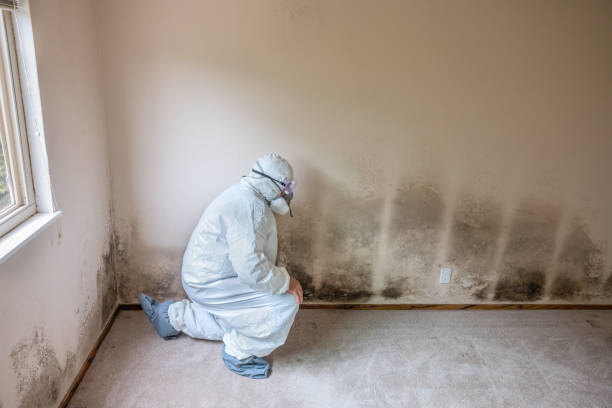 Best Crawl Space Mold Removal  in Oil City, PA