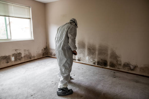 Best Fast Mold Removal  in Oil City, PA