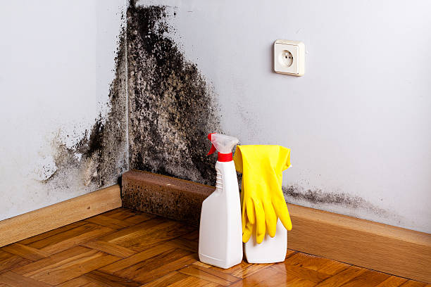 Professional Mold Removal in Oil City, PA