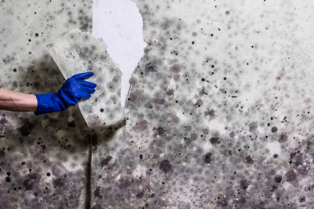 Best Mold Testing and Removal  in Oil City, PA