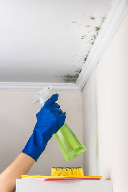 Best Certified Mold Removal  in Oil City, PA