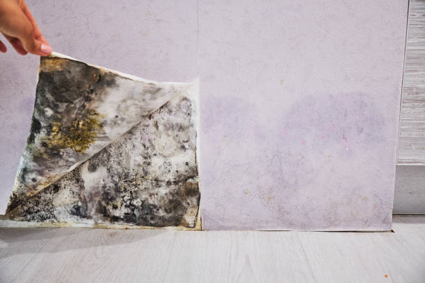 Best Mold Damage Repair  in Oil City, PA